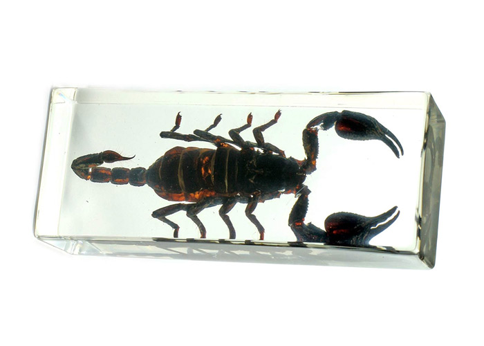 small-gift-for-him-scorpion-paperweight